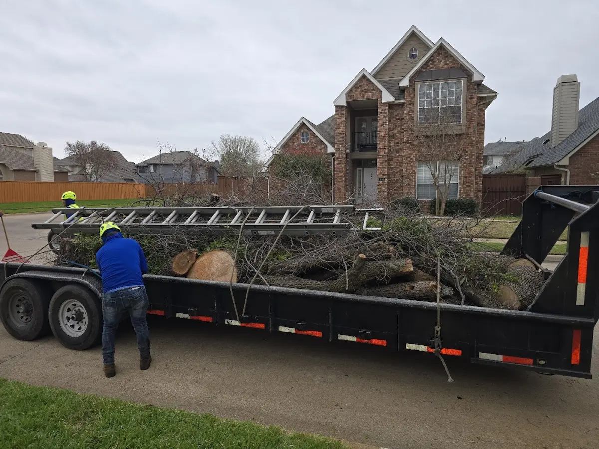 Expert Tree Pest Control with proper safety equipment in Hamilton